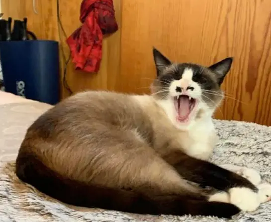 chatte lost   78550 Maulette Kita "Kiki"